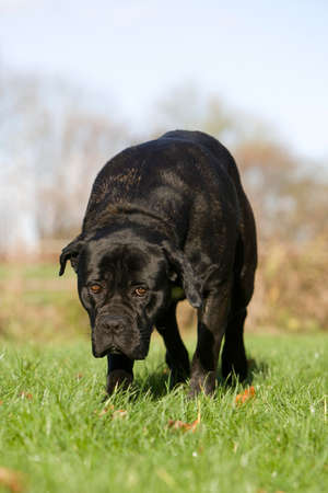 Cane Corso, Dog Breed from Italy, Adult Standing on Grassの写真素材