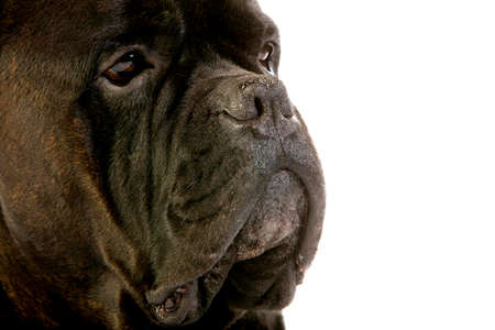 CANE CORSO, A DOG BREED FROM ITALY, HEAD CLOSE-UP OF ADULTの写真素材