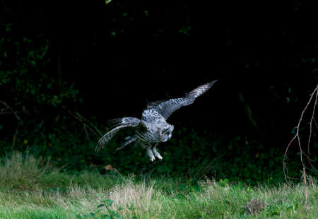 Great Grey Owl, strix nebulosa, Adult in Flightの写真素材