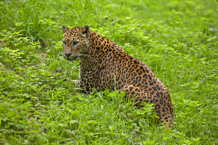 Sri Lankan Leopard, panthera pardus kotiya, Adult sitting on Grassの写真素材