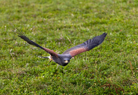 Harris Hawk, parabuteo unicinctus, Adult in Flight
