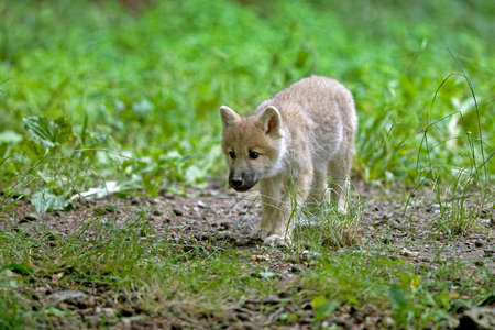 Arctic Wolf, canis lupus tundrarum, Pup
