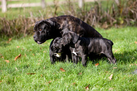 Cane Corso, Dog Breed from Italy, Female with Pup standing on Grassの写真素材