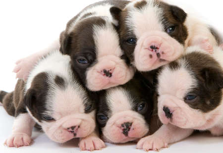 Boston Terrier Dog, Pups against White Backgroundの写真素材