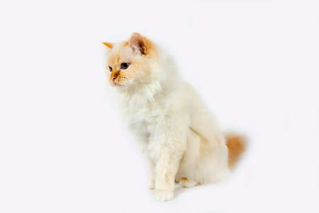 Red Birmanese Domestic Cat, Adult sitting against White Backgroundの写真素材