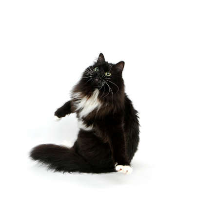 Black and White Siberian Domestic Cat, Female standing against White Backgroundの写真素材