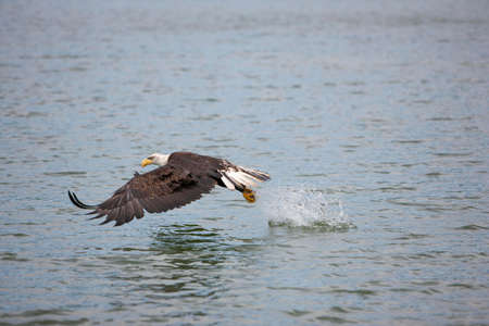 Bald Eagle, haliaeetus leucocephalus, Juvenile in Flight, Fishing