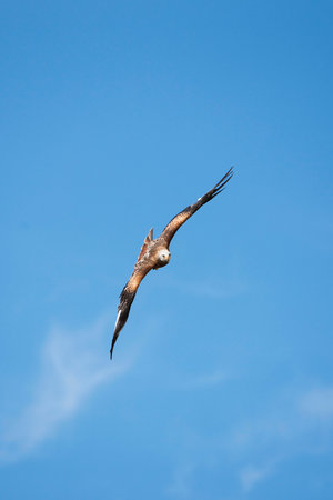Red Kite, milvus milvus, Adult in Flight against Blue Sky