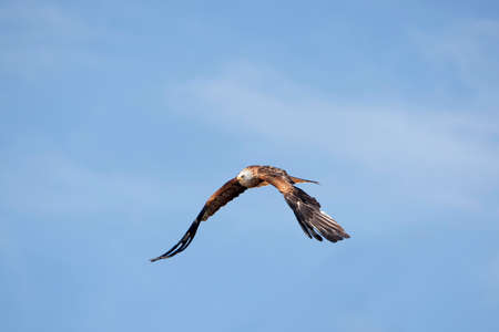 Red Kite, milvus milvus, Adult in Flight against Blue Sky