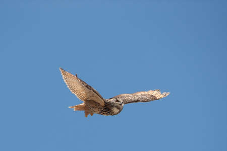 Cape Eagle Owl, bubo capensis, Adult in Flight against Blue Sky