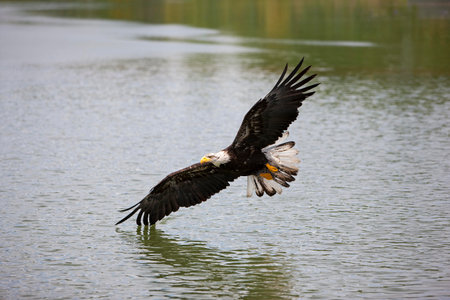 BALD EAGLE haliaeetus leucocephalus, JUVENILE IN FLIGHT OVER LAKE