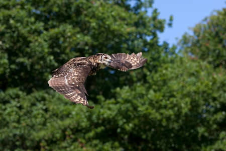 Cape Eagle Owl, bubo capensis, Adult in Flightの写真素材