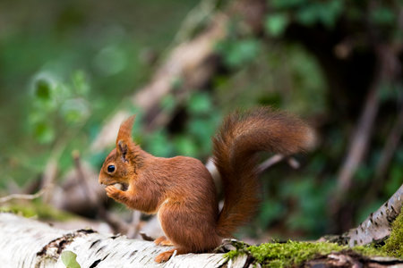 RED SQUIRREL sciurus vulgaris, ADULT EATING HAZELNUT, NORMANDY IN FRANCEの写真素材