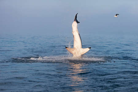 GREAT WHITE SHARK carcharodon carcharias, ADULT BREACHING, FALSE BAY IN SOUTH AFRICAの写真素材