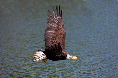 Bald Eagle, haliaeetus leucocephalus, Juvenile in Flight