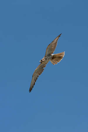 SAKER FALCON falco cherrug, ADULT IN FLIGHT AGAINST BLUE SKY