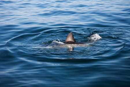 Fin of Great White Shark, carcharodon carcharias, False Bay in South Africaの写真素材