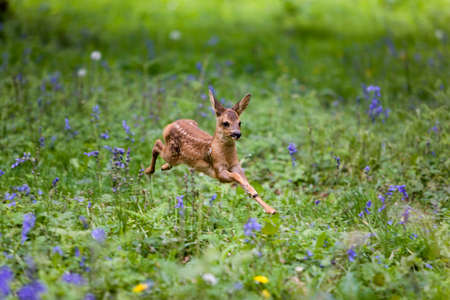 Roe Deer, capreolus capreolus, Fawn running through Flowers, Normandyの写真素材