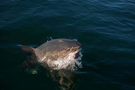 Great White Shark, carcharodon carcharias, False Bay in South Africaの写真素材