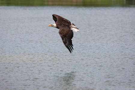 BALD EAGLE haliaeetus leucocephalus, JUVENILE IN FLIGHT OVER LAKE