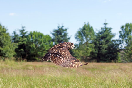 Cape Eagle Owl, bubo capensis, Adult in Flightの写真素材
