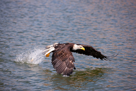 Bald Eagle, haliaeetus leucocephalus, Juvenile in Flight, Fishing