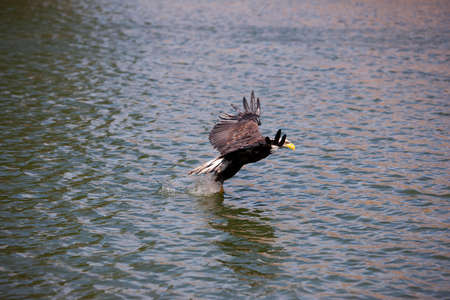 Bald Eagle, haliaeetus leucocephalus, Juvenile in Flight above Water, Fishing