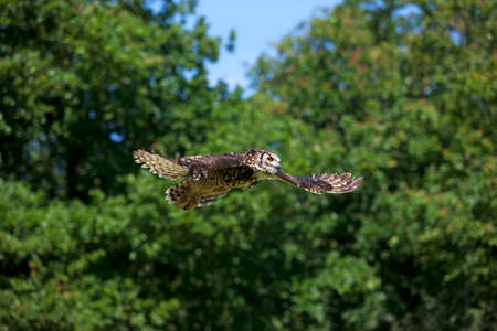 Cape Eagle Owl, bubo capensis, Adult in Flightの写真素材
