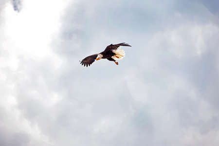 Bald Eagle, haliaeetus leucocephalus, Adult in Flightの写真素材