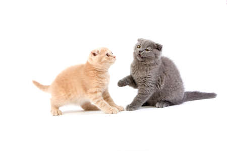 CREAM AND BLUE SCOTTISH FOLD DOMESTIC CAT, 2 MONTHS OLD KITTEN AGAINST WHITE BACKGROUNDの写真素材