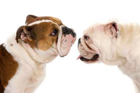 English Bulldog, Females standing against White Backgroundの写真素材