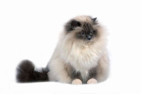 Blue Birmanese Domestic Cat against White Backgroundの写真素材