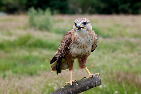 Long-Legged Buzzard, buteo rufinus, Adult standing on Postの写真素材