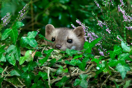 Stone Marten or Beech Marten, martes foina, Adult camouflaged through vegetation, Normandy