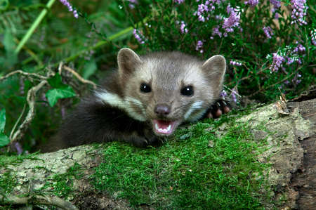 Stone Marten or Beech Marten, martes foina, Adult emerging from vegetation, Normandyの写真素材