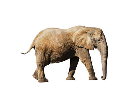 African Elephant, loxodonta africana against White Background