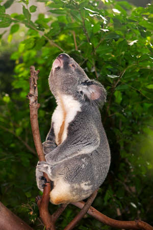 Koala, phascolarctos cinereus, Male standing on Branch, Callingの写真素材