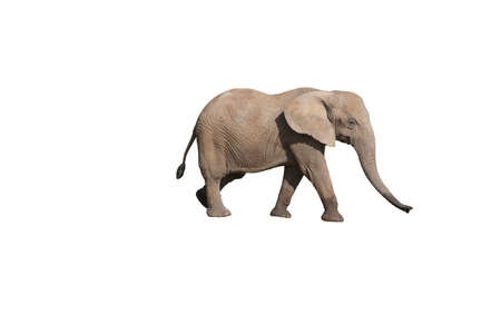 African Elephant, loxodonta africana, Adult against White Backgroundの写真素材