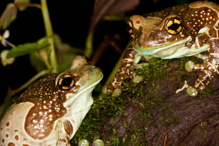 Amazon Milk Frog, phrynohyas resinifictrix, Adults