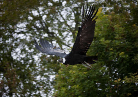 ANDEAN CONDOR vultur gryphus, FEMALE FLYING