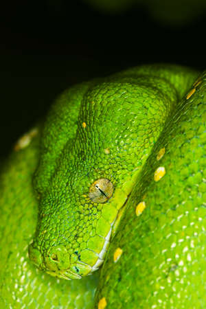 Green Tree Python, morelia viridis, close up of Head