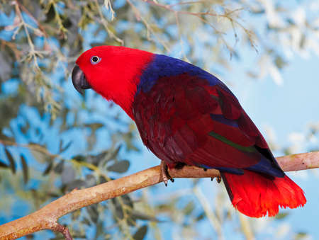 ECLECTUS PARROT eclectus roratus, FEMALE ON BRANCHの写真素材