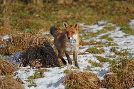 RED FOX vulpes vulpes, FEMALE STANDING ON SNOW, NORMANDY IN FRANCEの写真素材