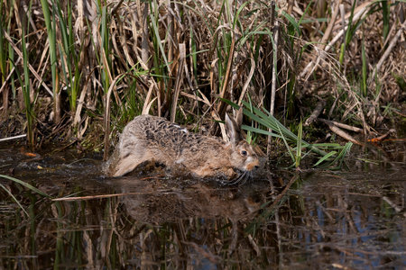 European Brown Hare, lepus europaeus, Adult crossing Waterhole, Normandy