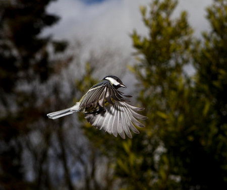 Great Tit, parus major, Adult in Flight, Normandyの写真素材