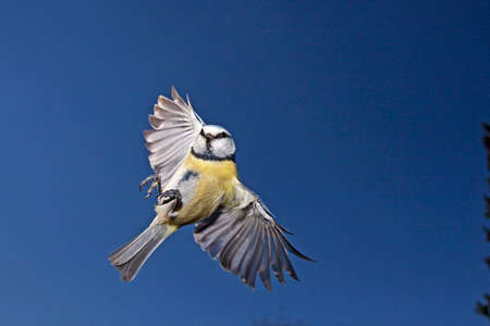 Blue Tit, parus caeruleus, Adult in Flight, Normandyの写真素材