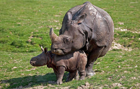 Indian Rhinoceros, rhinoceros unicornis, Mother with Calfの写真素材