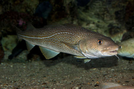 Atlantic Cod, gadus morhua
