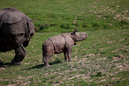 Indian Rhinoceros, rhinoceros unicornis, Mother with Calfの写真素材