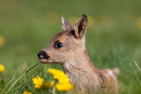 Roe Deer, capreolus capreolus, Fawn laying in Flowers, Normandyの写真素材
